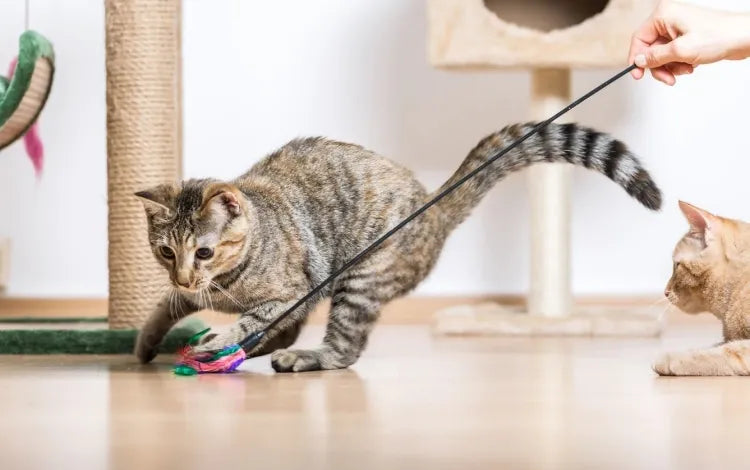 10 idées simples pour occuper un chat d’intérieur